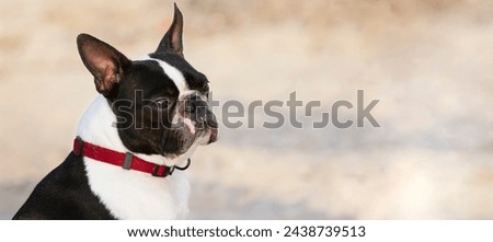 Outdoor head portrait of a 2-year-old black and white dog, young purebred Boston Terrier in a park. Boston terrier dog posing in city center park. Large copy space, blurry background.