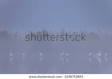 Gray and white heron (Ardea cinerea, Ardea alba, Egretta alba), in Hortobagy National Park, UNESCO World Heritage Site, Puszta is one of largest  steppe ecosystems in Europe, Hungary Royalty-Free Stock Photo #2438752893