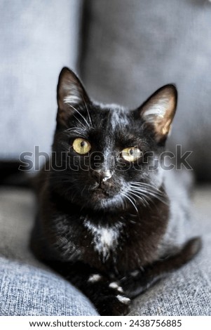 Black cat posing in indoors