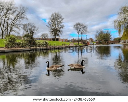 Swan | Beautiful riverside |with ducks | grass| Birds picture with reflection 