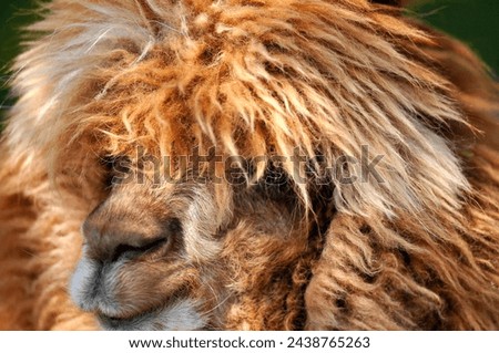 A close up portrait of a hairy camel Royalty-Free Stock Photo #2438765263