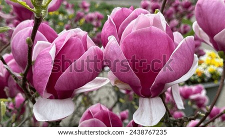 blossomed magnolia tree in spring