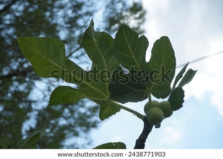 Ficus carica with fruits grows in August. The fig is the edible fruit of Ficus carica, a species of small tree in the flowering plant family Moraceae. Rhodes Island, Greece Royalty-Free Stock Photo #2438771903