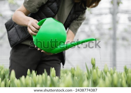 A woman gardener waters a flower bed of tulips using a watering can. Gardening hobby concept. Royalty-Free Stock Photo #2438774387