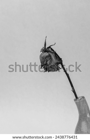 black  white photo of a withered rose in a vase, with copyspace