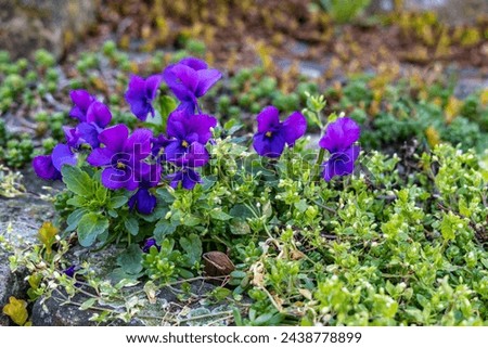 Blue violets flowers flowering outdoors in the spring