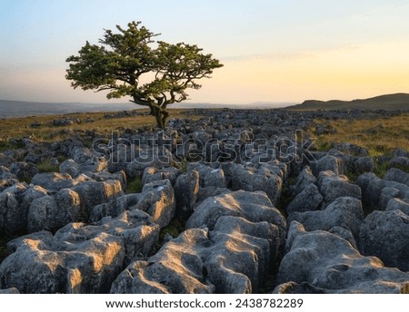 Nature's resilience; a lone tree standing strong amidst the harsh rock formations, is a symbol of perseverance and beauty in adversity. Royalty-Free Stock Photo #2438782289