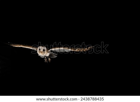 image of an owl flying on black background
