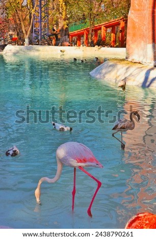the beautiful flamingos. Beautiful birds picture shows the beauty of nature and birds.   
