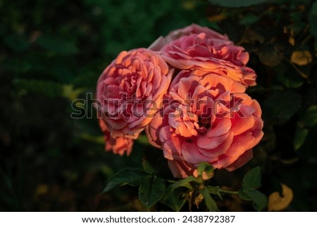 Rose flower in the garden on the green backgraund