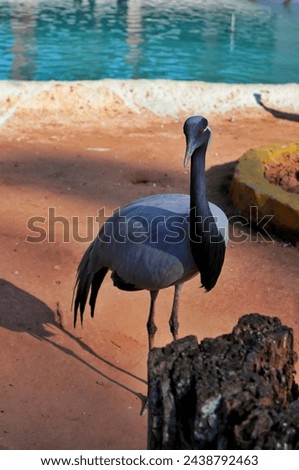 the beautiful Demoiselle crane.
This photo shows the beauty of this bird. the beautiful nature. Royalty-Free Stock Photo #2438792463