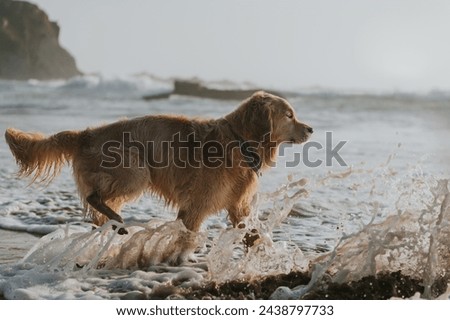 Golden retriever dog playing and swimming at the beach