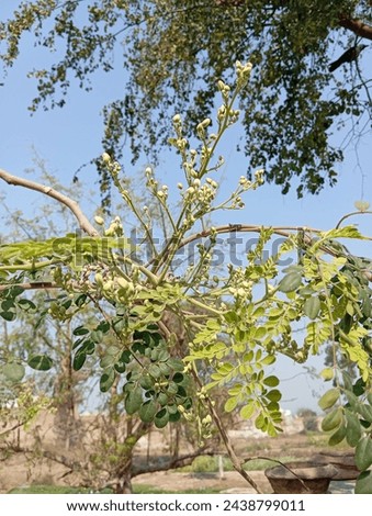 Moringa tree leaves - Hd wallpaper- tree picture 