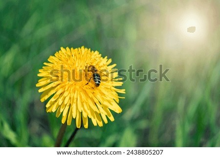 spring wallpaper with blooming yellow  Taraxacum officinale