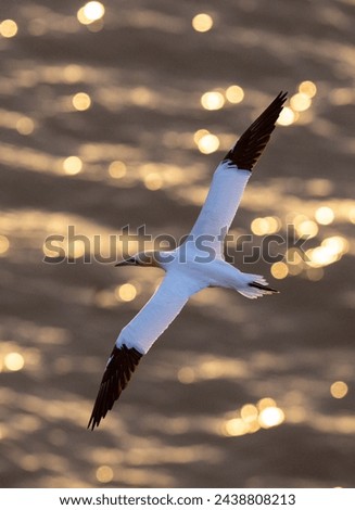 A serene moment captured as a graceful white bird soars gracefully over the tranquil waters, bathed in the warm hues of the setting sun. 