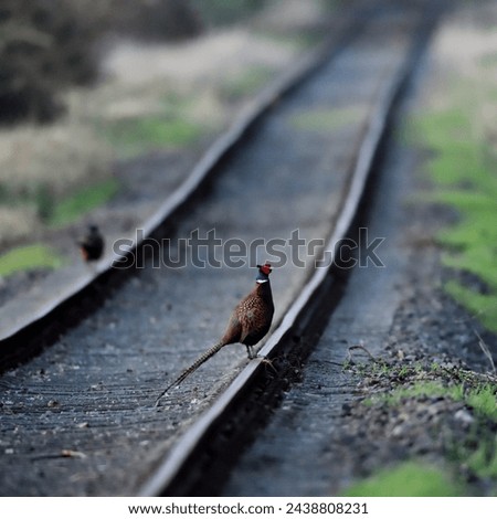 Colorful partridge on old railway tracks of a disused railway line Royalty-Free Stock Photo #2438808231