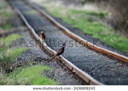 Colorful partridge on old railway tracks of a disused railway line Royalty-Free Stock Photo #2438808243