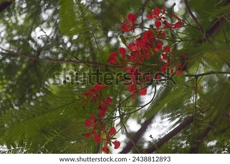 The Delonix regia is a species of flowering plant in the bean family Fabaceae, subfamily Caesalpinioideae. It is noted for its fern-like leaves and flamboyant display of flowers.