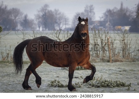 Welsh cob section D bay horse golloping around her field on a cold frosty morning, image shows the Greenwing mare looking sideways at the camera