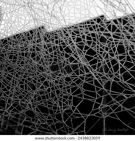 A Spider web in the frost in Black and white