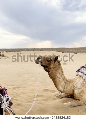 indian camel, camel in the desert , Camels in Thar desert, Jaisalmer city in Rajasthan state of India