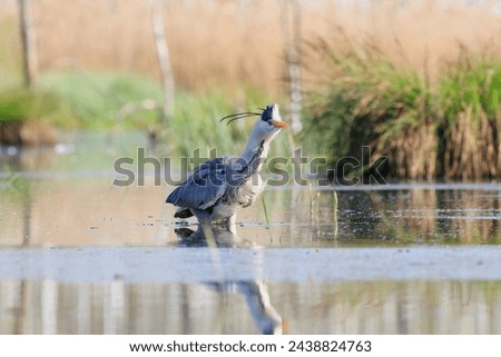 A ruffled gray heron wading in the water