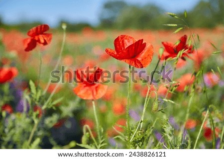 Meadow with beautiful bright red poppy flowers in spring Royalty-Free Stock Photo #2438826121