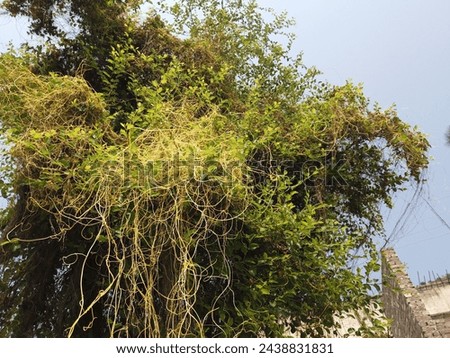 Dodder Laurels covering the tree, it is a parasite plant which covers other trees and plants and get food form host plants  Royalty-Free Stock Photo #2438831831