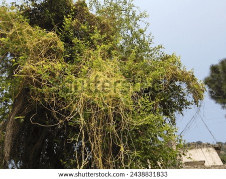 Dodder Laurels covering the tree, it is a parasite plant which covers other trees and plants and get food form host plants  Royalty-Free Stock Photo #2438831833