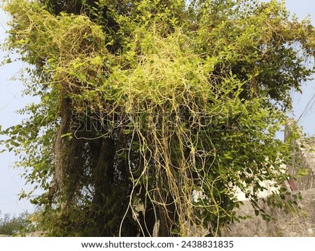 Dodder Laurels covering the tree, it is a parasite plant which covers other trees and plants and get food form host plants  Royalty-Free Stock Photo #2438831835