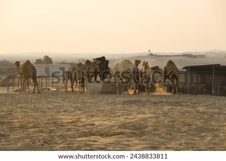 Camels feeding time at sunset in a camel farm in the desert in Al Wathba, Abu Dhabi, U.A.E. Royalty-Free Stock Photo #2438833811