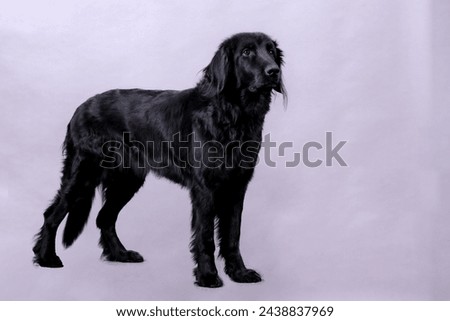 black Howavart dog stands on light background