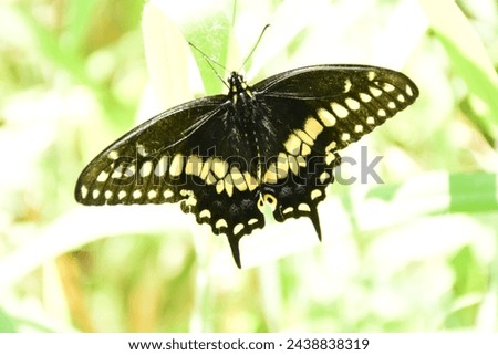 A wildlife photograph of an Papilio polyxenes, or Eastern Black Swallowtail Butterfly that I created at a central Florida Nature Reserve on March 17, 2024. Also Known as the parsnip swallowtail.
