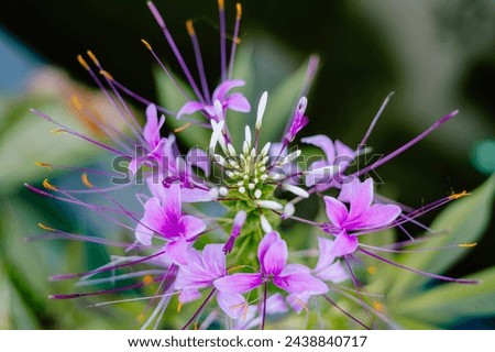 Giant spider flower or Bunga laba-laba or Trenaya Hassleriana flowers have beautiful colors
