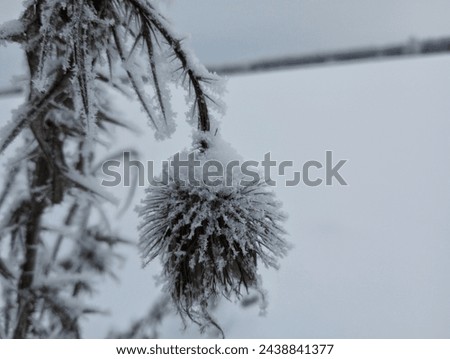 A snowy burdock seedpod in winter.