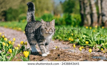 A cat walks through a spring garden.
