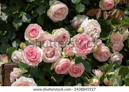 Blossoms of the shrub rose Eden Rose 85 in full bloom in white, pink and light green Royalty-Free Stock Photo #2438845927