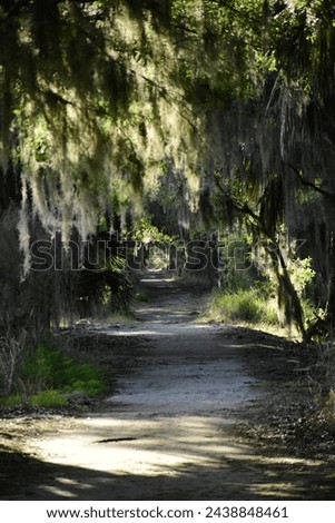 A Landscape Photograph created at a Central Florida nature reserve on March 15, 2024. It shows some of the central Florida animals, Flora and wildlife that live within the wildife Preserve. 