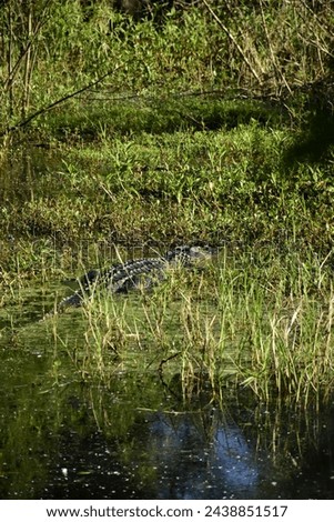 A Wildlife photo created at a Central Florida Wildlife Reserve on March 15, 2024 in Polk County Florida. It shows an American Alligator in it's Natural Environment. 
