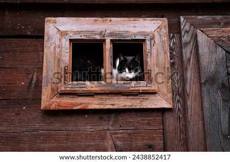 cat in a window on wooden building