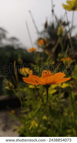 A blur background picture of yellow flower with a bug