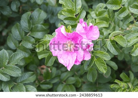 Branch with pink flowers of hip rose, Rosa rubiginosa, a wild rose native to Europe and West Asia Royalty-Free Stock Photo #2438859613