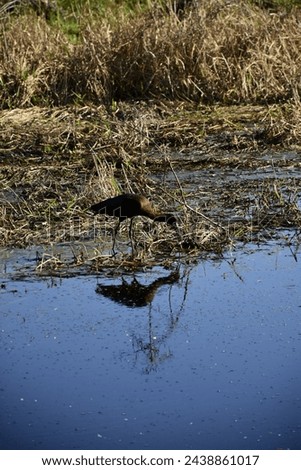 A wildlife picture of a Glossy Ibis feeding in the shallow water of a wetland in central Florida on March 15, 2024. There are many wildlife reserves or preserves in Florida offering many opportunities