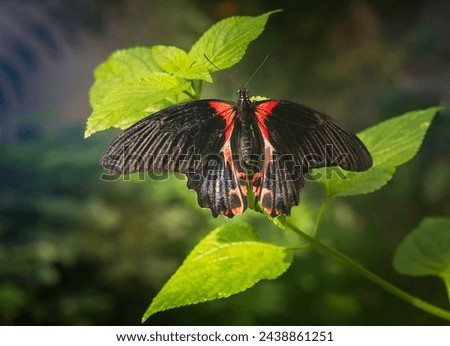 Macro of Papilio memnon, great Mormon butterfly