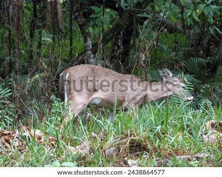 A wildlife photograph of a Odocoileus virginianus or Whitetail deer in central that was created on December 30, 2014. Whitetail deer are wild ungulates that exist on the eastern sea board of the U.S. Royalty-Free Stock Photo #2438864577