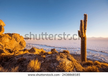 Big cactus on Incahuasi island, salt flat Salar de Uyuni, Altiplano, Bolivia. Unusual natural landscapes deserted solar travel South America Royalty-Free Stock Photo #2438868185