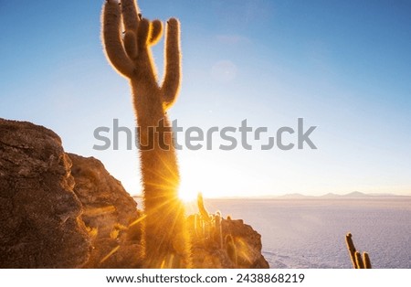 Big cactus on Incahuasi island, salt flat Salar de Uyuni, Altiplano, Bolivia. Unusual natural landscapes deserted solar travel South America Royalty-Free Stock Photo #2438868219