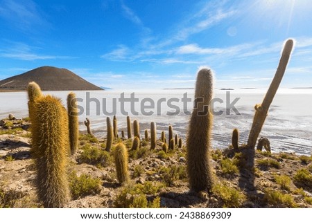 Big cactus on Incahuasi island, salt flat Salar de Uyuni, Altiplano, Bolivia. Unusual natural landscapes deserted solar travel South America Royalty-Free Stock Photo #2438869309