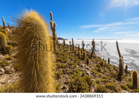 Big cactus on Incahuasi island, salt flat Salar de Uyuni, Altiplano, Bolivia. Unusual natural landscapes deserted solar travel South America Royalty-Free Stock Photo #2438869311