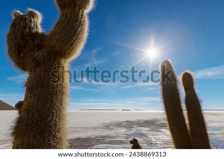 Big cactus on Incahuasi island, salt flat Salar de Uyuni, Altiplano, Bolivia. Unusual natural landscapes deserted solar travel South America Royalty-Free Stock Photo #2438869313